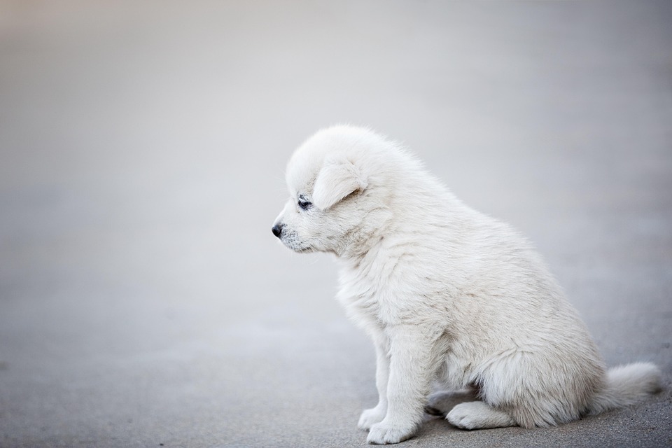 دودة القلب في الكلاب (Heartworm Disease)