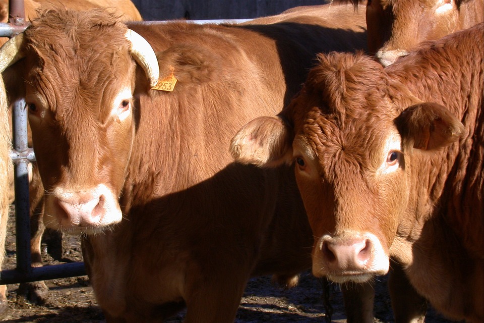 مرض الحمى القلاعية (Foot and Mouth Disease)